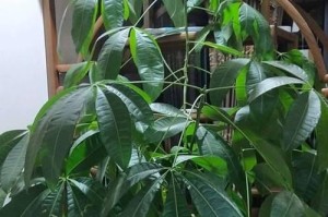 发财树的养护技巧（啤酒浇水的正确方法）