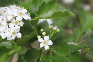山楂树的花期（探究山楂树一年开几次花的奥秘）