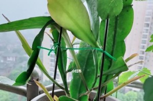 小叶昙花的养殖方法和注意事项（打造优美生态，享受自然之美）