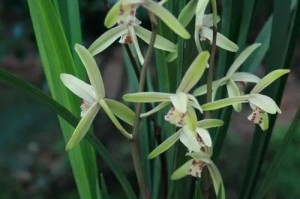 建兰的最佳栽培土（打造健康茁壮的建兰植株）