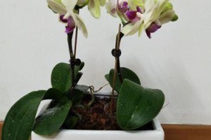 蝴蝶兰，一种具有多年生命力的优美植物（从生长习性到养护技巧，全面了解蝴蝶兰）
