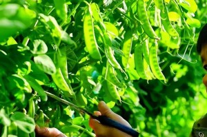 荷兰豆种子的种植方法（从选种到收成，教你轻松种出好豆子）