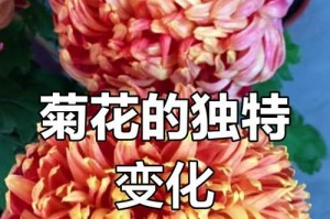 如何合理管理菊花开花后的生长（关键的管理步骤和技巧）