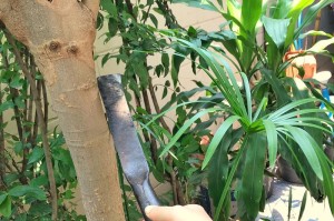 发财树的培土技巧（助您打造健康茁壮的发财树）