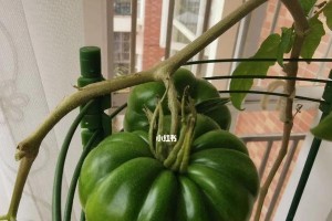 西红柿盆栽培育方法（家庭中也能种出美味的西红柿！（）
