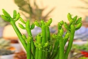 关于厚脸皮植物是否有毒，可否室内养（对厚脸皮植物的毒性及室内养护方法的解析）
