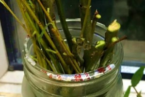 花生油的神奇用途（能否浇花？花生油的10个不为人知的用途）