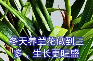 探索延长兰花花期的方法（如何让兰花持续更长时间地开放）