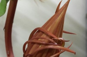夜来香和昙花，两种神秘的花（探秘夜来香和昙花的生长环境、特点和传说）