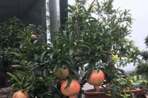 家里种苹果树的方法与注意事项（如何在家庭花园中种植健康美味的苹果树）