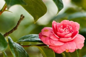 茶花究竟是树还是花？（探寻茶花的真正身份，解开谜题）