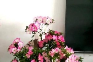 尼泊尔的国花——罂粟花（探寻罂粟花的历史和文化底蕴）