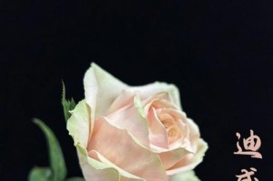 玫瑰（探寻玫瑰的起源和特点）