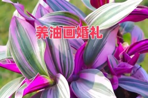 金鱼吊兰的花期（了解金鱼吊兰一年开几次花，让你的盆栽更美丽）