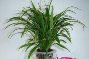 观音草——仙人掌系列佳品