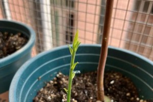如何科学施肥让菠萝蜜树茁壮成长？（掌握施肥要点，助力高产菠萝蜜树成长）