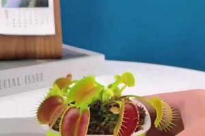苍蝇草的养殖技巧与注意事项（打造绿意盎然的苍蝇草花园，享受室内鲜花的美好）