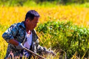 揭秘苏北水稻收割时间（掌握收割技巧，助力高产丰收）