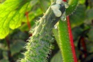 大棚黄瓜病虫害防治技术与方法（全面提高大棚黄瓜的生产效益）