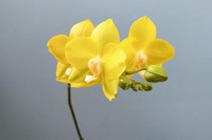 如何养护吉祥如意花（打造幸福的家庭氛围）
