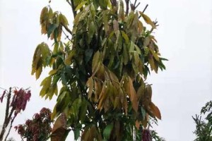 芒果树苗在冬天会死亡吗？（寒冬季节下，如何保护芒果树苗？）