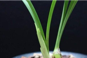 建兰生长温度及其适应性分析（建兰生长适应性分析）