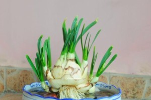 为什么家里不能养水仙花？（解析家居养花的误区和危害）