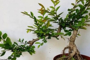 木香花的生长环境（喜阳还是喜阴？——解读木香花的喜好）