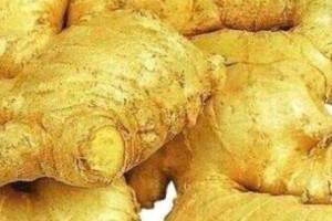 生姜生长期多长时间？（探究生姜从种植到收获需要的时间）