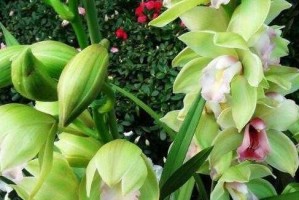 惠兰花养殖全攻略