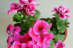 蝴蝶梅花有毒吗？——关于蝴蝶梅花在室内养护的注意事项
