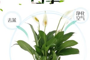白掌的生长习性及环境条件探究（揭秘白掌的适生环境与生长习性，助力美化生态环境）