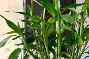 水竹的养护技巧（选择合适的水质让水竹健康成长）
