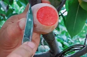 李子的生长环境与生长地方条件（李子树的种植、土壤条件、气候要求等关键因素）