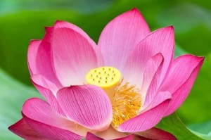 荷花无根能否存活？（探究荷花生长的奥秘）