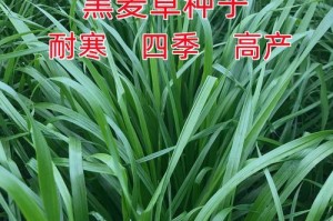 北方黑麦草的播种时间