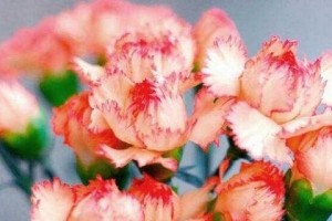 求复合，送代表复合的花（告白复合，送花传情）