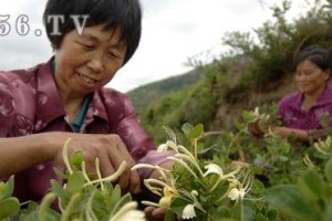 金银花种植全攻略（时间、方法、技巧一网打尽）