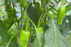 辣椒种植的最佳时间（掌握时间，收获丰盈）