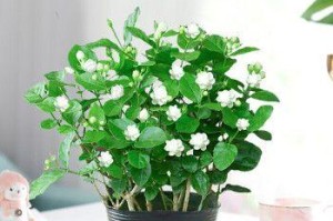 如何选择适合盆栽茉莉的土壤？（“土壤种植技巧”！）