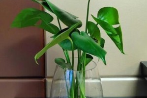 幸运草的水培栽培技巧（让你的幸运草长得更好的8个技巧）