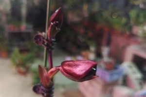 以绿叶花繁殖方法详解（了解如何通过分株、播种和扦插等方式繁殖绿叶花）