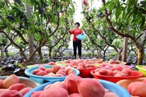 桃子成熟季节及采摘时间详解（桃子成熟月份、采摘时间、保存技巧、食用禁忌等）