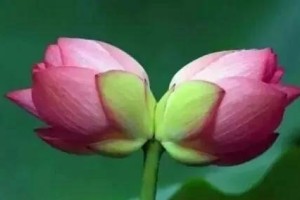 并蹄莲的花语深意（探究并蹄莲花语与文化内涵）