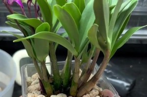 兰花换盆的最佳时间是什么时候？（掌握换盆技巧，让兰花更加健康美丽）