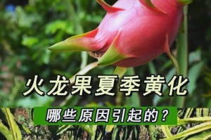 火龙果的水培方法（简单易行的室内火龙果种植技巧）