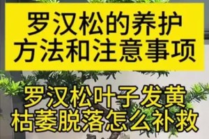 罗汉松叶子发黄的原因及治疗方法（探究罗汉松叶子发黄的原因，提供有效的治疗方法）
