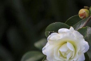 高冷孤傲的代表花——兰花（深入了解兰花的高冷和孤傲，领略它的优雅之美）