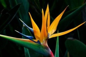 鹤望兰种子发芽全攻略（掌握这些技巧，种植鹤望兰种子轻松不求人）