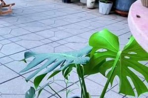 龟背竹的根系特点和发展情况（探究龟背竹的根系结构及其对生长环境的适应性）
